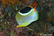 Chaetodon ephippium-Moga Island Pak Kasim-21m-20180530-Denis-ADER-DSC_2318_tn